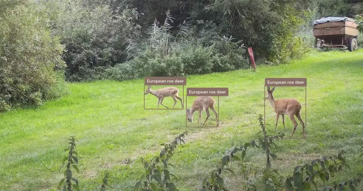 AI Wildlife Detection